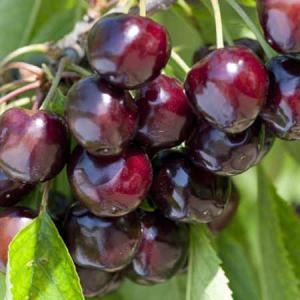 Prunus avium 'Bigarreau Noir'